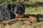 Rottweiler knabbert am Stckchen