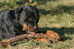 Rottweiler knabbert am Stckchen