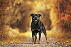 Rottweiler im Herbstlaub