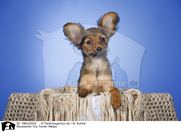 Russischer Toy Terrier Welpe / NN-02932