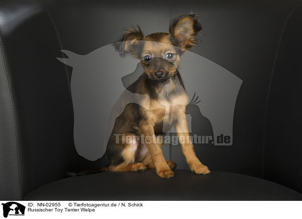 Russischer Toy Terrier Welpe / NN-02955