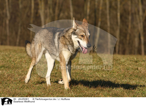 Saarloos Wolfhund / JH-05081