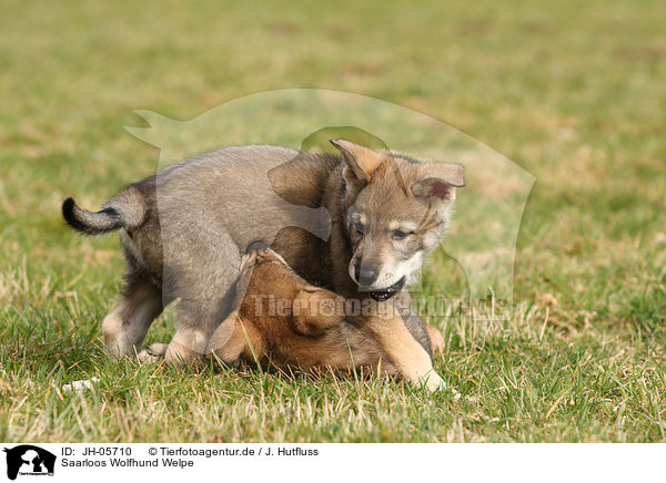 Saarloos Wolfhund Welpe / JH-05710