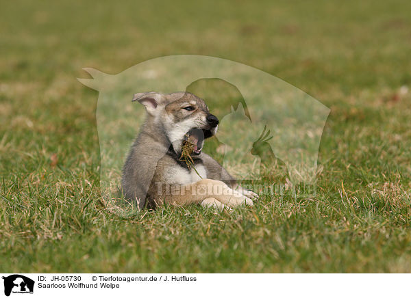 Saarloos Wolfhund Welpe / Saarloos Wolfdog Puppy / JH-05730