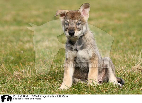 Saarloos Wolfhund Welpe / Saarloos Wolfdog Puppy / JH-05732