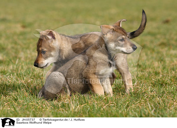 Saarloos Wolfhund Welpe / JH-05737