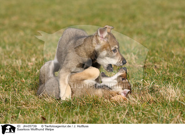 Saarloos Wolfhund Welpe / Saarloos Wolfdog Puppy / JH-05739