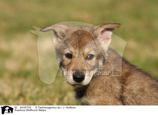 Saarloos Wolfhund Welpe / Saarloos Wolfdog Puppy / JH-05755