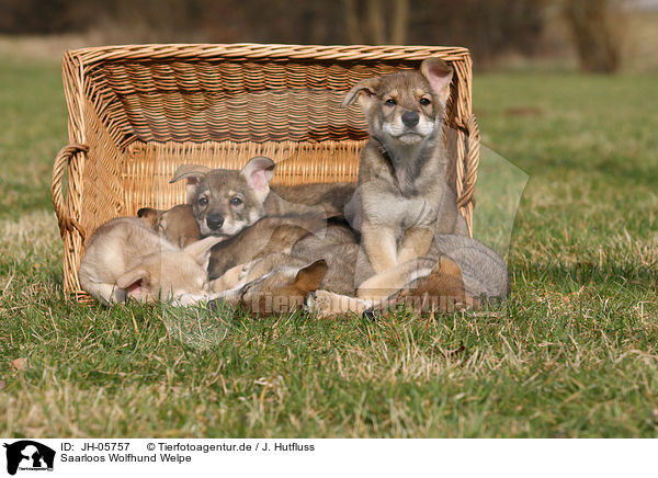Saarloos Wolfhund Welpe / Saarloos Wolfdog Puppy / JH-05757