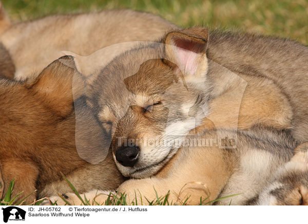 Saarloos Wolfhund Welpe / Saarloos Wolfdog Puppy / JH-05762