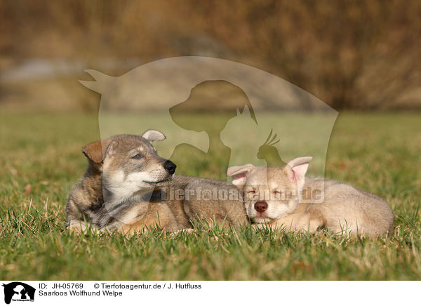 Saarloos Wolfhund Welpe / Saarloos Wolfdog Puppy / JH-05769