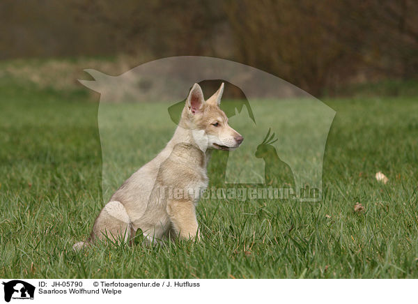 Saarloos Wolfhund Welpe / JH-05790