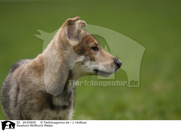 Saarloos Wolfhund Welpe / JH-05809