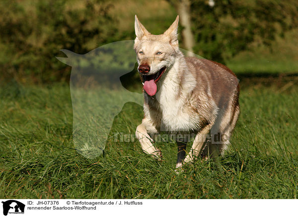 rennender Saarloos-Wolfhund / JH-07376