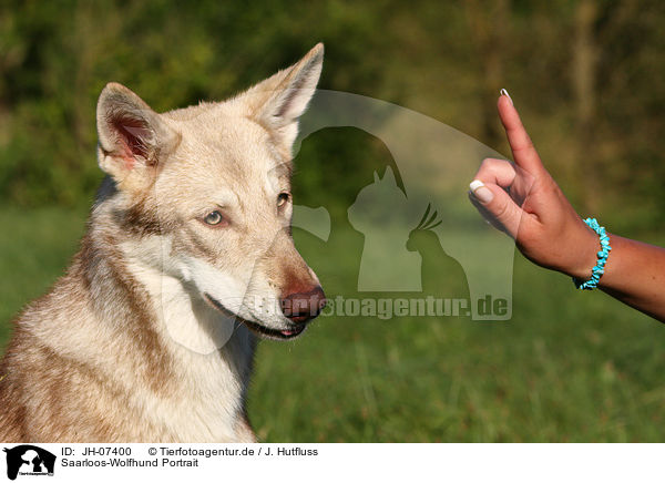 Saarloos-Wolfhund Portrait / Saarloos-Wolfhond portrait / JH-07400
