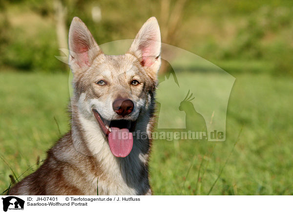 Saarloos-Wolfhund Portrait / Saarloos-Wolfhond portrait / JH-07401