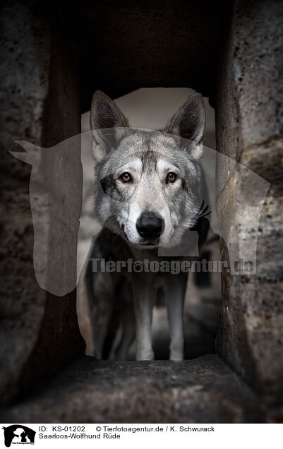 Saarloos-Wolfhund Rde / male Saarloos Wolfhound / KS-01202