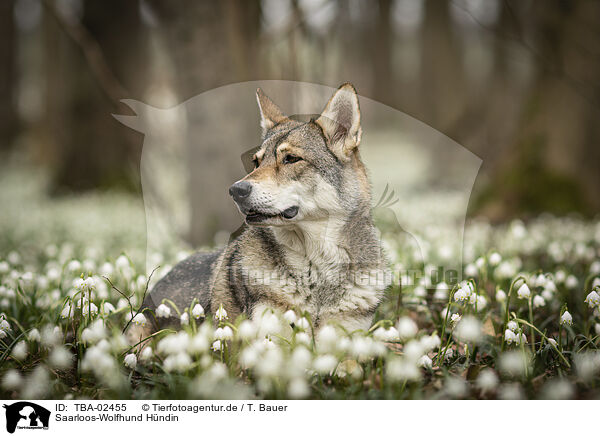 Saarloos-Wolfhund Hndin / female Saarloos Wolfhound / TBA-02455