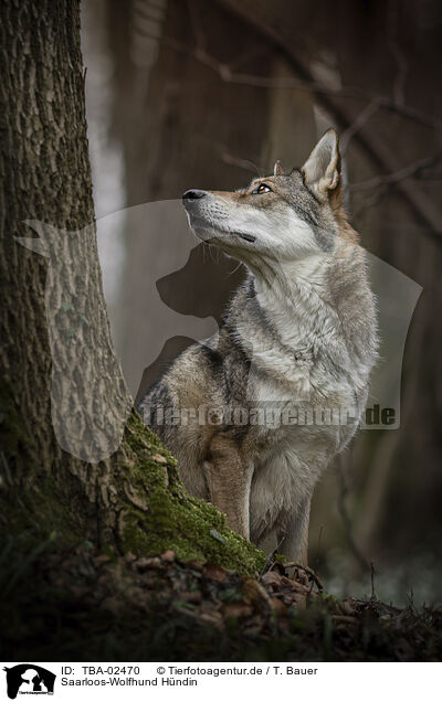 Saarloos-Wolfhund Hndin / TBA-02470
