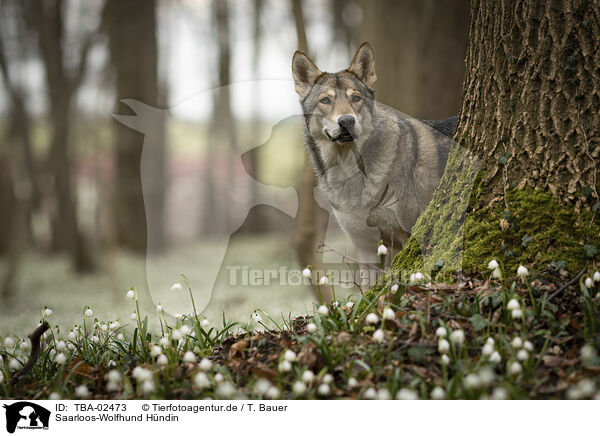 Saarloos-Wolfhund Hndin / female Saarloos Wolfhound / TBA-02473