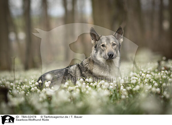 Saarloos-Wolfhund Rde / male Saarloos Wolfhound / TBA-02478