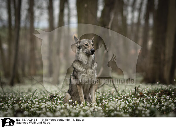Saarloos-Wolfhund Rde / male Saarloos Wolfhound / TBA-02483