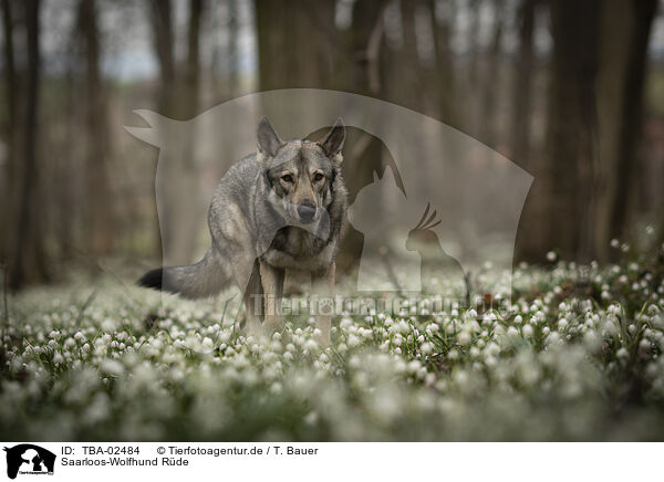Saarloos-Wolfhund Rde / TBA-02484