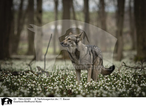 Saarloos-Wolfhund Rde / TBA-02485