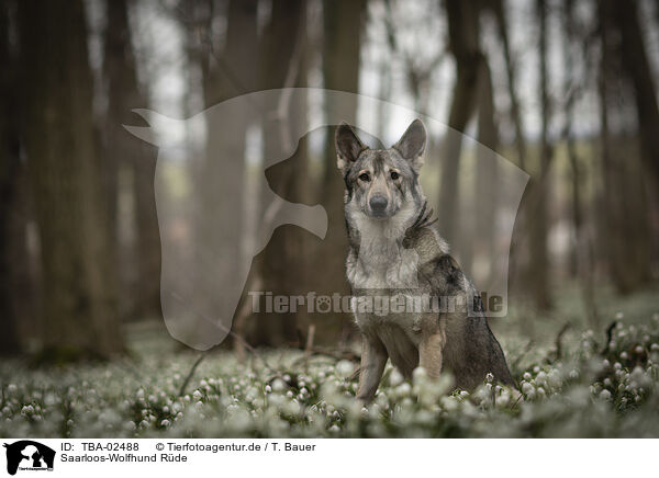 Saarloos-Wolfhund Rde / TBA-02488