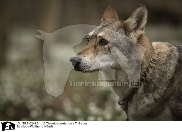 Saarloos-Wolfhund Hndin / TBA-02489