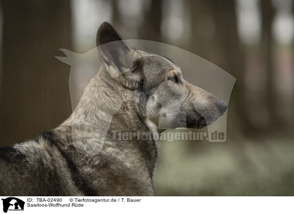 Saarloos-Wolfhund Rde / TBA-02490