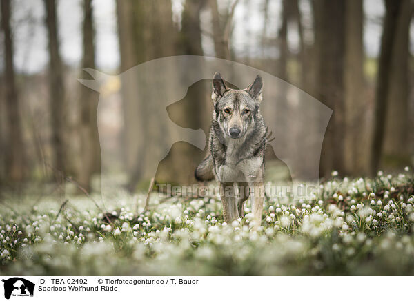 Saarloos-Wolfhund Rde / TBA-02492