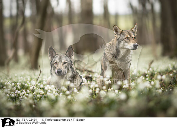 2 Saarloos-Wolfhunde / TBA-02494