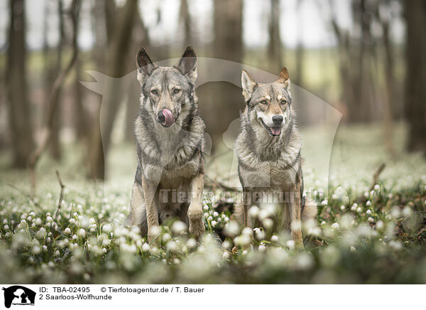 2 Saarloos-Wolfhunde / TBA-02495