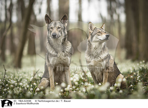 2 Saarloos-Wolfhunde / 2 Saarloos Wolfhounds / TBA-02496