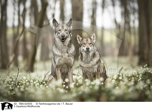 2 Saarloos-Wolfhunde / 2 Saarloos Wolfhounds / TBA-02500