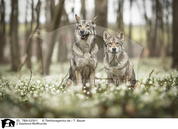 2 Saarloos-Wolfhunde / TBA-02501