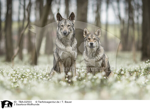 2 Saarloos-Wolfhunde / 2 Saarloos Wolfhounds / TBA-02503