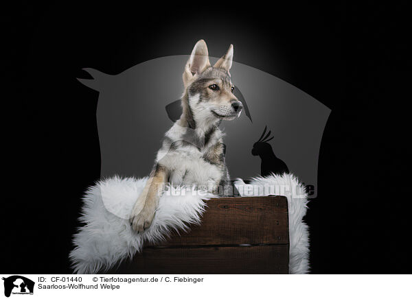 Saarloos-Wolfhund Welpe / CF-01440