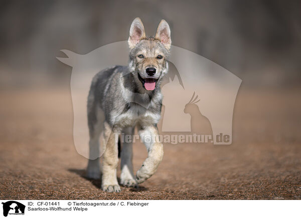 Saarloos-Wolfhund Welpe / Saarloos Wolfhound Puppy / CF-01441
