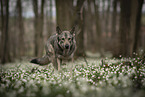 Saarloos-Wolfhund Rde