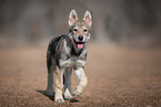 Saarloos-Wolfhund Welpe