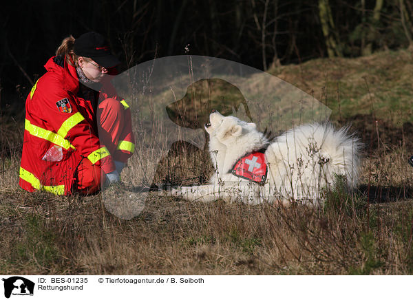 Rettungshund / rescue dog / BES-01235