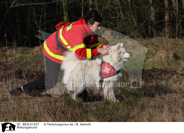 Rettungshund / rescue dog / BES-01237