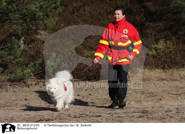 Rettungshund / rescue dog / BES-01240