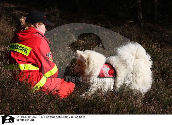 Rettungshund / rescue dog / BES-01263