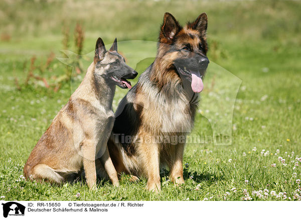 Deutscher Schferhund & Malinois / RR-15650