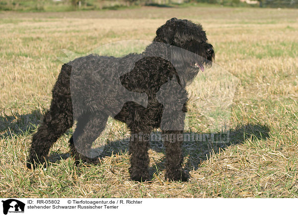 stehender Schwarzer Russischer Terrier / standing black russian terrier / RR-05802