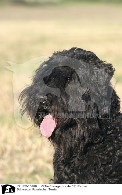 Schwarzer Russischer Terrier / Black Russain Terrier Portrait / RR-05808
