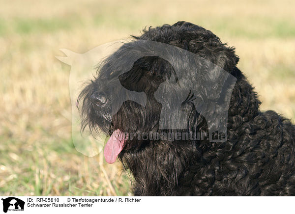 Schwarzer Russischer Terrier / Black Russain Terrier Portrait / RR-05810